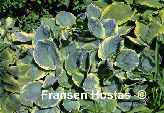 Hosta Pizzazz